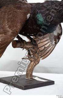 Western capercaillie back feathers wings 0004.jpg